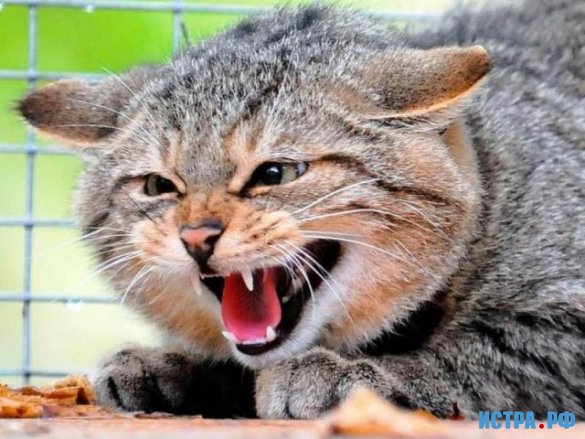 В Лесодолгоруково выявлен случай бешенства домашнего кота