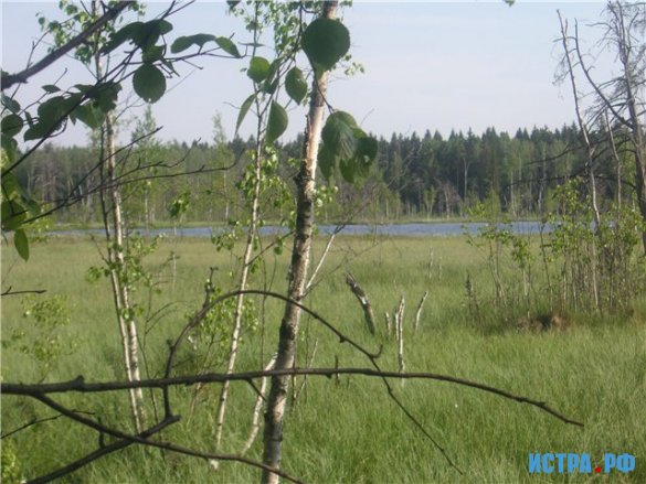 Воронино болото.